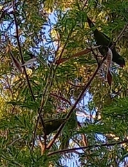 Trichoglossus chlorolepidotus