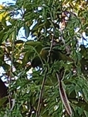 Trichoglossus chlorolepidotus