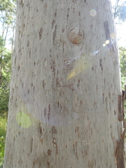 Angophora leiocarpa