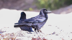 Corvus orru