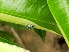 Cosmophasis micarioides