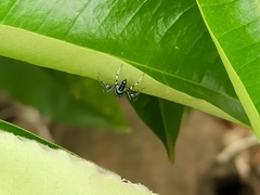 Cosmophasis micarioides