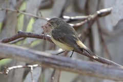 Acanthiza reguloides