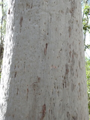 Angophora leiocarpa
