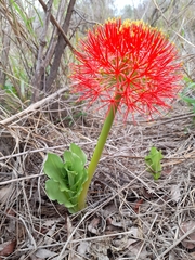 Scadoxus multiflorus