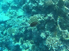 Chromis pembae