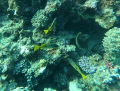 Lutjanus fulviflamma