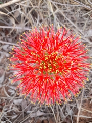 Scadoxus multiflorus