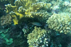 Neoniphon sammara
