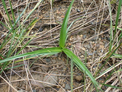 Scirpus ternatanus