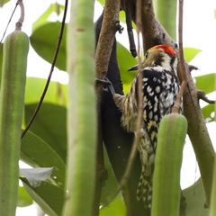 Leiopicus mahrattensis