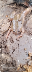 Xenopus laevis