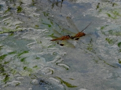 Hydrobasileus croceus