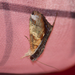 Ercheia multilinea