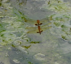 Hydrobasileus croceus