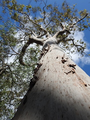 Angophora leiocarpa