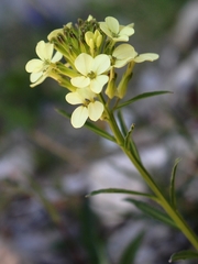 Erysimum witmannii