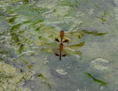 Hydrobasileus croceus