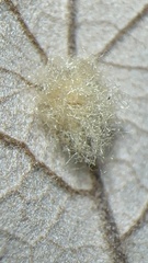 Druon quercuslanigerum