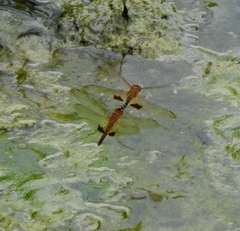 Hydrobasileus croceus