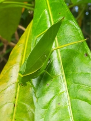 Paracaedicia serrata