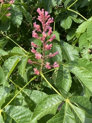 Aesculus × carnea