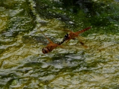 Hydrobasileus croceus