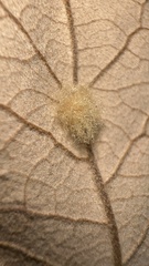 Druon quercuslanigerum