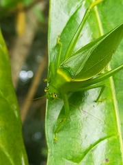 Paracaedicia serrata