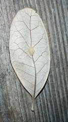 Druon quercuslanigerum