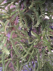 Sophora tetraptera