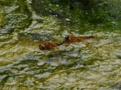 Hydrobasileus croceus