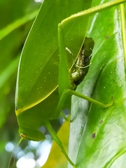 Paracaedicia serrata