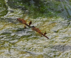 Hydrobasileus croceus