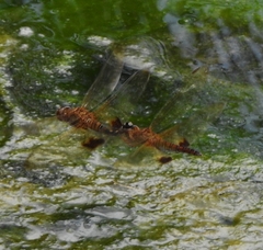 Hydrobasileus croceus