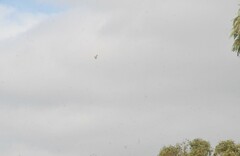 Hieraaetus morphnoides