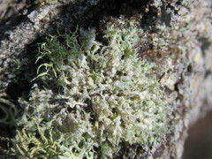 Heterodermia namaquana