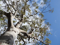 Angophora leiocarpa
