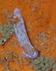 Hexabranchus sanguineus