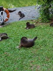 Lutrogale perspicillata