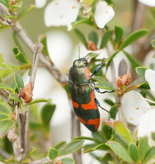 Castiarina supergrata