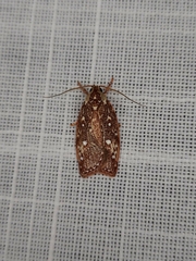 Euchaetis metallota
