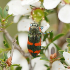 Castiarina supergrata