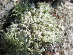 Heterodermia namaquana