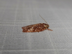 Euchaetis metallota