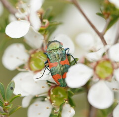 Castiarina supergrata