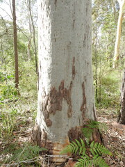 Angophora leiocarpa