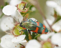 Castiarina supergrata