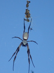 Trichonephila edulis