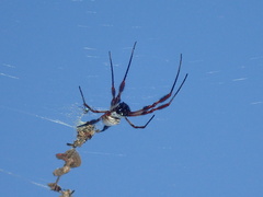 Trichonephila edulis